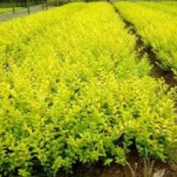 長期供應(yīng)彩葉新品金森女貞