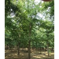 25公分銀杏樹|20公分銀杏樹|18公分銀杏樹