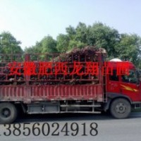 紅葉李、香樟、大葉女貞、紫薇、欒樹、無患子