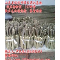 毛白楊炮捻 楊樹苗