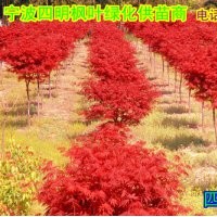 常年供應(yīng):紅楓/櫻花/桂花/茶花/茶梅/五針?biāo)?/></a>
<div><a href=