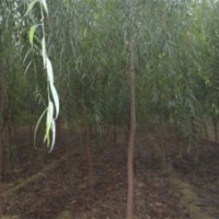 供垂柳／毛白楊／１０７速生楊／國槐／白蠟／法桐苗木／速生柳／