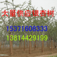 哪里有銀杏樹(shù)，銀杏之鄉(xiāng)在哪里，哪里的銀杏樹(shù)