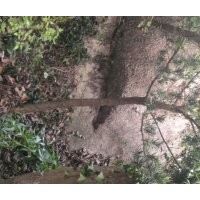 安慶龍山名樹(shù)園出售羅漢松