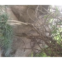 安慶龍山名樹(shù)園出售紫藤