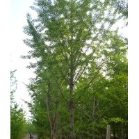 供應精品銀杏實生樹