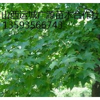 五角楓出售、5-12公分五角楓、價(jià)格優(yōu)惠