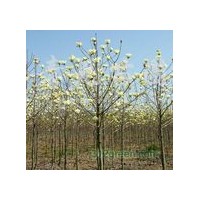 五角楓，三角楓，北欒，黃櫨，杜仲，皂角，木瓜