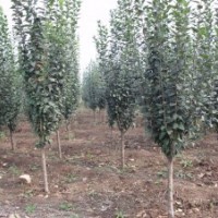 西府海棠地徑5-6公分，1500株