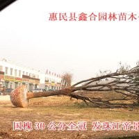 專供北京造畝造林工程白蠟、國槐、榆樹、柳樹