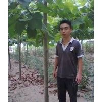 售速生法桐、扦插棒、速生垂柳、國槐、速生柳、冬青