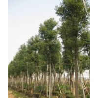 湖南香樟樹(shù)，殺頭香樟，切桿香樟，截桿香樟，骨架香樟，移栽香樟