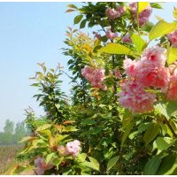 供應(yīng)櫻花、紅櫻、櫻花小苗 、櫻桃苗