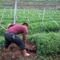 批發(fā)紅豆杉 香樟小苗 金絲楠苗