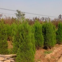 自家苗圃出售蜀檜20萬棵（高度50-200公分)價格電議