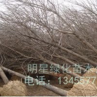 大量甩賣香花槐60畝地