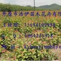 金葉復(fù)葉槭，紫葉稠李。密枝紅葉