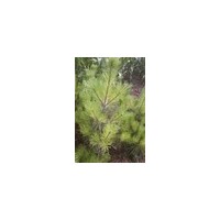 1-1.3米油松農(nóng)戶直銷