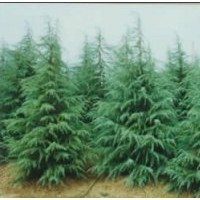 綠化苗木雪松,廣玉蘭,垂柳