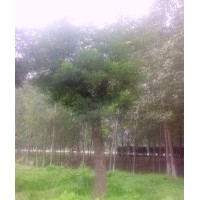 供應(yīng)國(guó)槐樹(shù)-國(guó)槐種植基地-森源綠化苗木基地