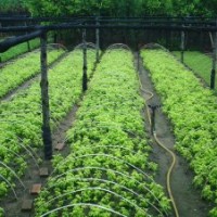 2003年預(yù)定小苗》金葉復(fù)葉槭，紫葉綢李，興安柏。爬地柏金山，金