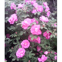 出售玫瑰新品種中天玫瑰