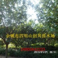 大量供應(yīng)優(yōu)質(zhì)櫻花