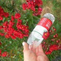 長期供應(yīng)紅紅火箭紫薇、紅火球紫薇、美國紅葉紫薇