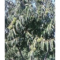 供應(yīng)銀杏苗木銀杏苗、各種規(guī)格 銀杏樹(shù)