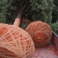 供應(yīng)15公分移栽桂花樹