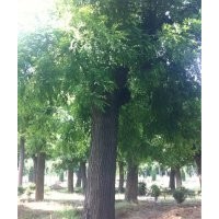 供應(yīng)河北國槐，河北國槐哪里最便宜，河北國槐價格