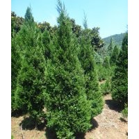 2米蜀檜供應，南京蜀檜基地特供