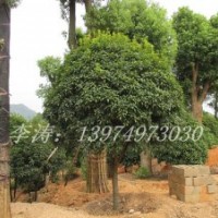 湖南桂花樹，金桂桂花樹金桂樹苗銀桂月月桂