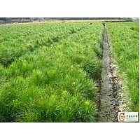 批發(fā)秋季造林用苗 三年生杯栽樟子松 株高35-50cm
