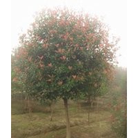 7公分紅葉石楠（單桿），分枝高度80公分