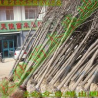 速生白蠟，速生國槐，白蠟，榆樹等