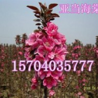 光輝海棠、紫葉海棠、亞當海棠