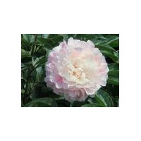 出售:牡丹.芍藥.國(guó)槐.法桐.白臘.欒樹(shù).青銅.垂柳.春樹(shù).苦楝.黃金