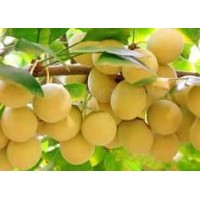 供2-80公分銀杏樹