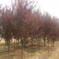 大量供應(yīng)紫葉李，金葉女貞，紅葉小檗，龍柏，薔薇，連翹等苗木