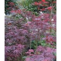 長期供應(yīng) 多角紅楓日本三季紅