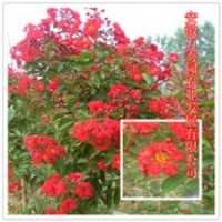 紅火箭紫薇賣瘋啦 預訂從速