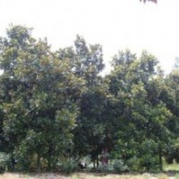 供應江蘇優(yōu)質廣玉蘭最新價格行情。上海廣玉蘭批發(fā)，金華優(yōu)質廣玉