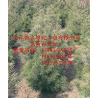 山西白皮松成活率高不高