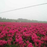 紫薇，紅花紫薇，