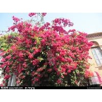 三角梅（四季紅）