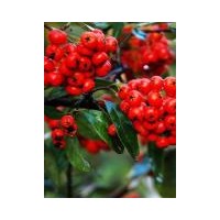 供應(yīng)火棘苗，火棘球，火棘種子