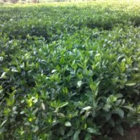 供應(yīng)小葉女貞，小葉梔子，八角金盤，月季，夾竹桃，十大功勞等小