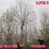 供應(yīng)國(guó)白蠟等苗木