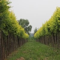 供應黃金榆（金葉榆）、黃金倒榆、黃金榔榆、青檀、棠棣、絲棉木